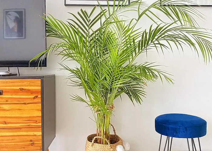 Apartament Monstera