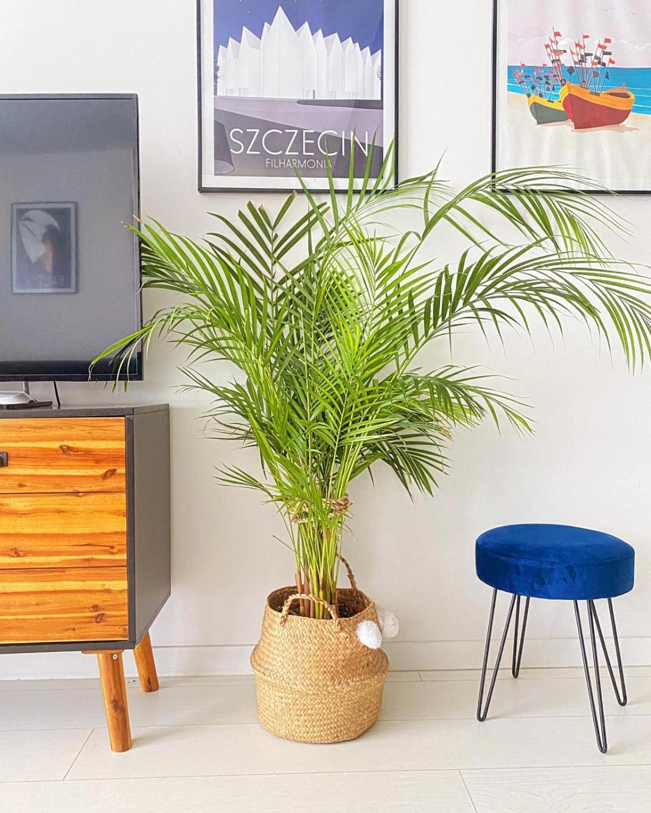 Apartment Monstera